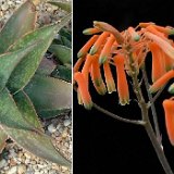 Aloe striata hybr. (available 10.5cm and 12cm Ø)